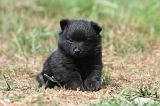 SCHIPPERKE 631